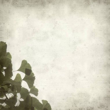 Ginkgo biloba dallar yeşil yaprakları ile dokulu eski Kağıt arka plan