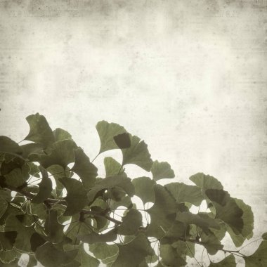 Ginkgo biloba dallar yeşil yaprakları ile dokulu eski Kağıt arka plan