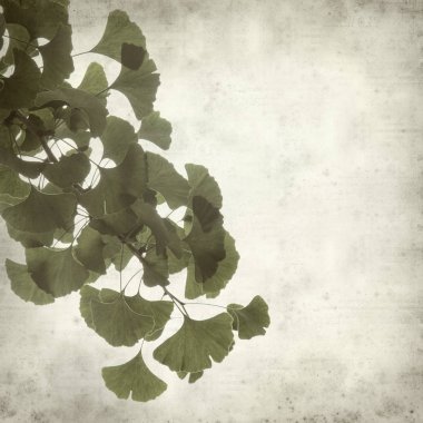 Ginkgo biloba dallar yeşil yaprakları ile dokulu eski Kağıt arka plan