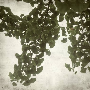 Ginkgo biloba dallar yeşil yaprakları ile dokulu eski Kağıt arka plan