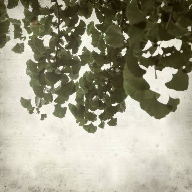 Ginkgo biloba dallar yeşil yaprakları ile dokulu eski Kağıt arka plan