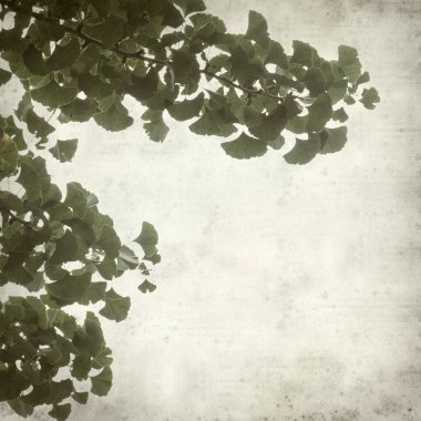 Ginkgo biloba dallar yeşil yaprakları ile dokulu eski Kağıt arka plan