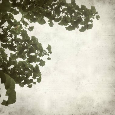 Ginkgo biloba dallar yeşil yaprakları ile dokulu eski Kağıt arka plan