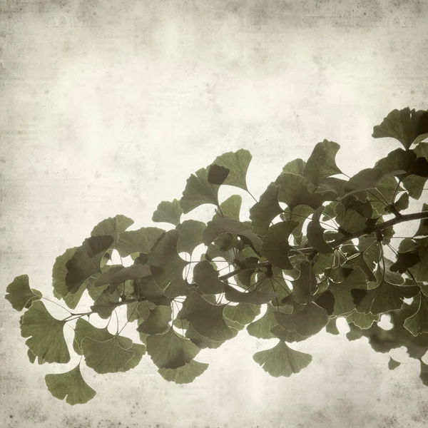 Ginkgo Biloba Dallar Yeşil Yaprakları Ile Dokulu Eski Kağıt Arka — Stok fotoğraf