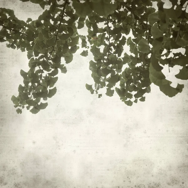 Teksturowanej Tło Stary Ginkgo Biloba Oddziałów Zielonych Liści — Zdjęcie stockowe