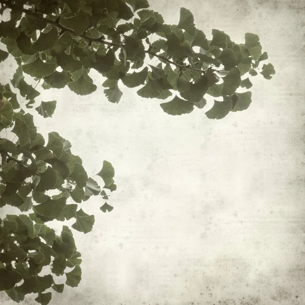 Texturou Staré Papírové Pozadí Ginkgo Biloba Větve Zelenými Listy — Stock fotografie