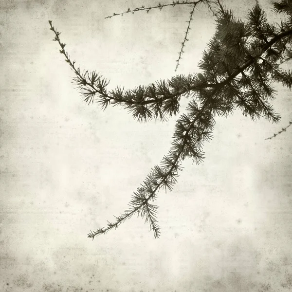 レバノン杉の枝を持つ古い用紙の背景のテクスチャ — ストック写真