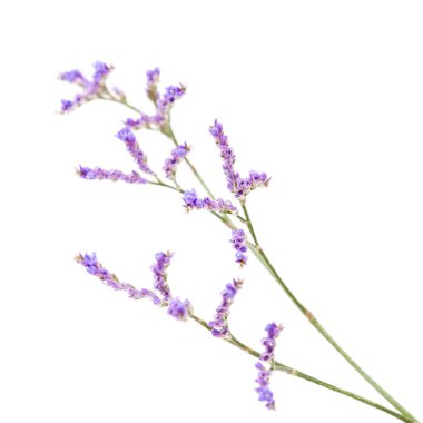 limonium üzerinde beyaz izole küçük solgun çiçekler
