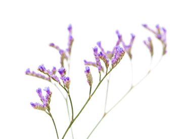 limonium üzerinde beyaz izole küçük solgun çiçekler
