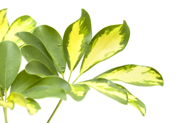 Hojas Árbol Paraguas Enano Aisladas Sobre Fondo Blanco — Foto de Stock