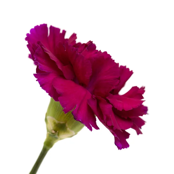 Unusual Dark Purple Carnation Flower Isolated White Background — Stock Photo, Image