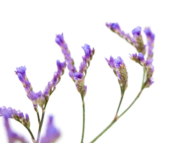 白で隔離スターチスの小さな淡い花 — ストック写真