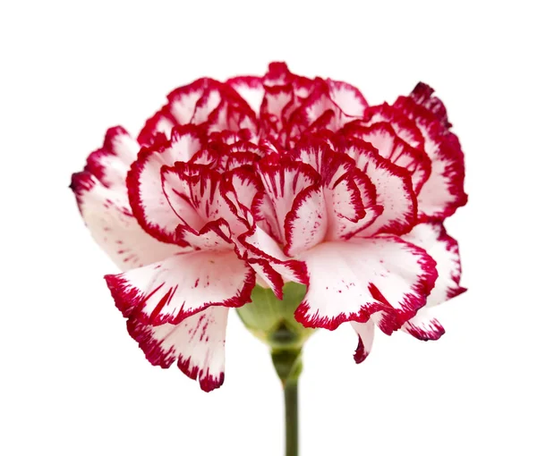 Unusual Variegated Carnation White Red Edges Isolated — Stock Photo, Image
