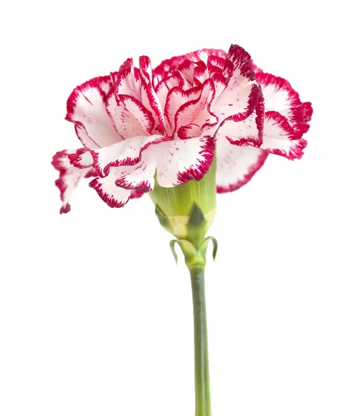 Unusual Variegated Carnation White Red Edges Isolated — Stock Photo, Image