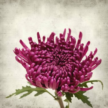 Eski Kağıt arka plan koyu mor papatya ile dokulu