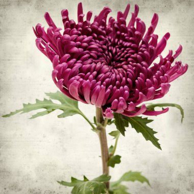 Eski Kağıt arka plan koyu mor papatya ile dokulu