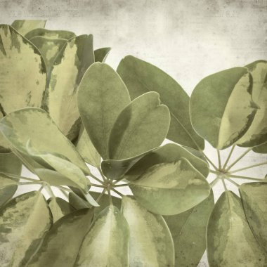 Eski Kağıt arka plan cüce şemsiye ağacı alacalı yaprakları ile dokulu 