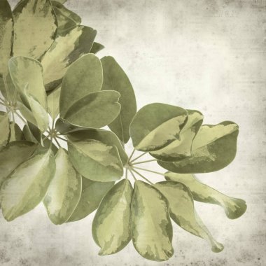 Eski Kağıt arka plan cüce şemsiye ağacı alacalı yaprakları ile dokulu 