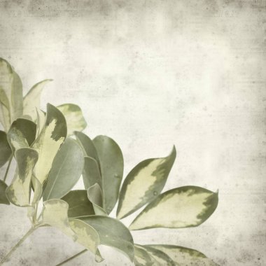 Eski Kağıt arka plan cüce şemsiye ağacı alacalı yaprakları ile dokulu 