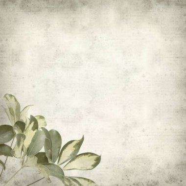 Eski Kağıt arka plan cüce şemsiye ağacı alacalı yaprakları ile dokulu 