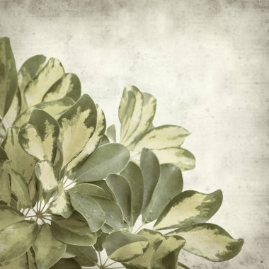 Eski Kağıt arka plan cüce şemsiye ağacı alacalı yaprakları ile dokulu 