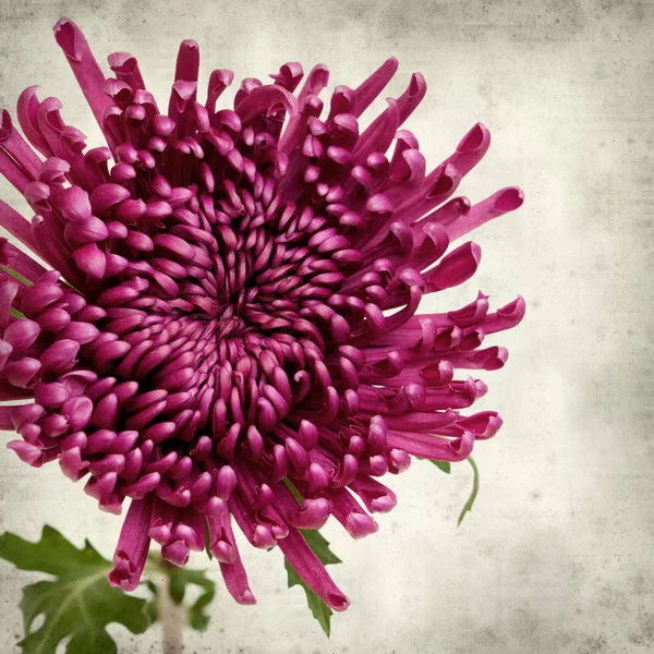 Textured Old Paper Background Dark Purple Chrysanthemum — Stock Photo, Image