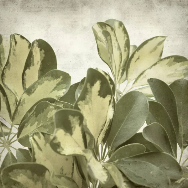 Textured Old Paper Background Variegated Leaves Dwarf Umbrella Tree — Stock Photo, Image