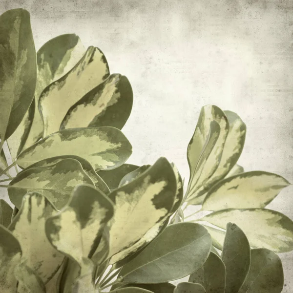 Textured Old Paper Background Variegated Leaves Dwarf Umbrella Tree — Stock Photo, Image