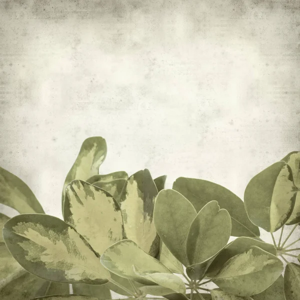 Texturierte Alte Papierhintergrund Mit Bunten Blättern Von Zwerg Regenschirm Baum — Stockfoto