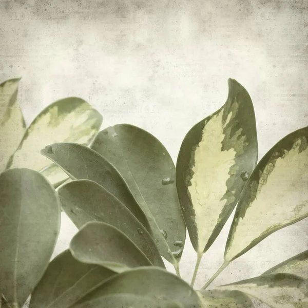 Textured Old Paper Background Variegated Leaves Dwarf Umbrella Tree — Stock Photo, Image