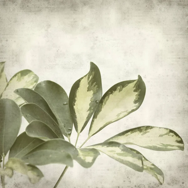 Textured Old Paper Background Variegated Leaves Dwarf Umbrella Tree — Stock Photo, Image