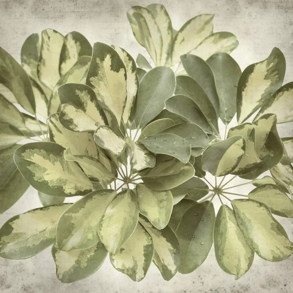 傘盆栽の斑入りの葉を持つ古い用紙の背景のテクスチャ — ストック写真