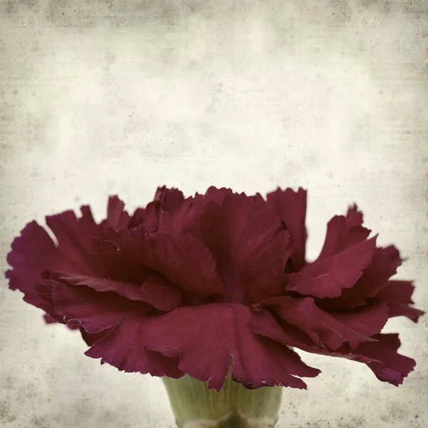 カーネーションの花と古い紙背景をテクスチャ — ストック写真