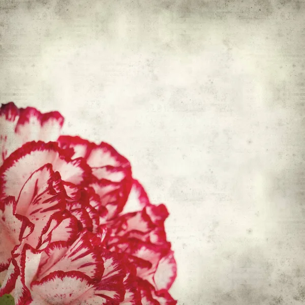 Textured Old Paper Background Variegated Carnation Flower — Stock Photo, Image