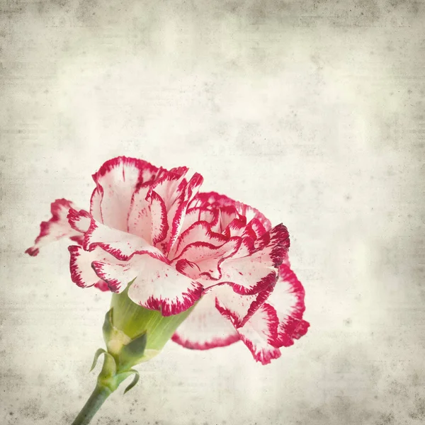 多彩なカーネーションの花を質感の古い紙の背景 — ストック写真