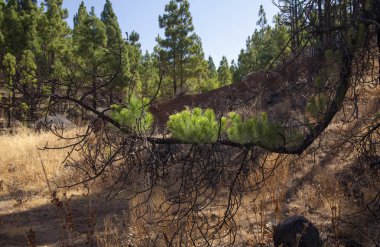 Gran Canaria, Las Huelva'daki Eylül 2018, Kanarya çam ağaçları, Pinus canariensis, geçen yıl orman yangını sonuçlarından kurtarma