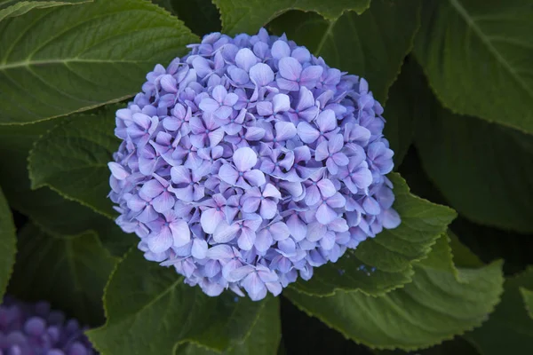 青い紫陽花自然花の背景 — ストック写真