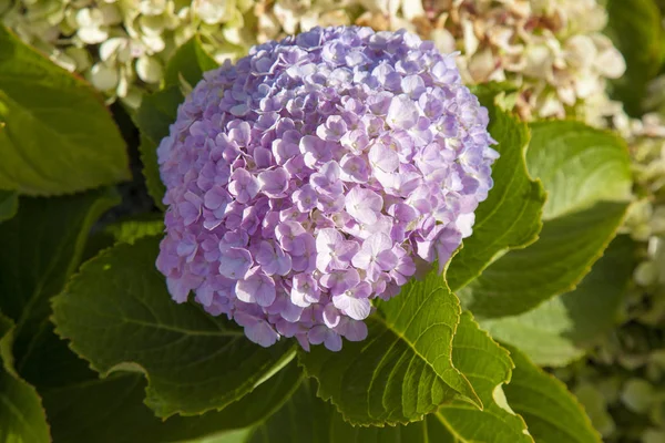 ライラック ピンクのアジサイ自然花の背景 — ストック写真