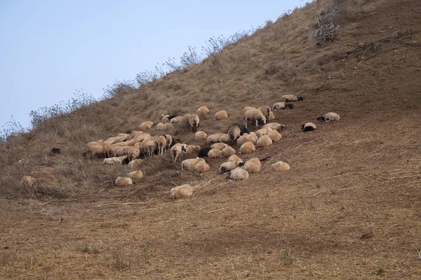 Gran Canaria September Plants Yellow Dry Flock Sheep Resting Hill — Stock Photo, Image