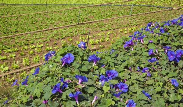 Plantaardige Perceel Achtergrond Met Verschillende Soorten Van Bladgroenten Grens Vallende — Stockfoto