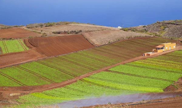 Гран Канария Сентябрь Листовые Овощи Растущие Красной Вулканической Почве Муниципалитет — стоковое фото