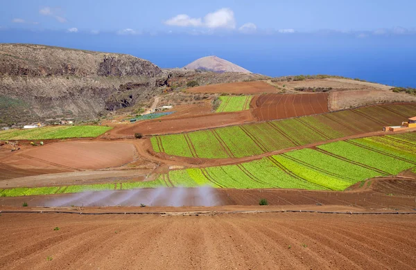 Gran Canaria September Leafy Vegetables Growing Red Volcanic Soil Santa — Stock Photo, Image