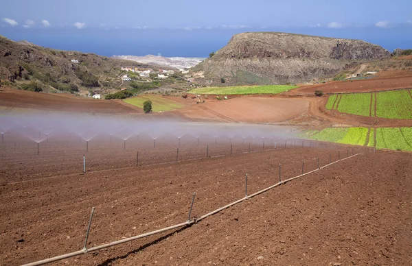 Gran Canaria Septembre Légumes Feuilles Poussant Sur Sol Volcanique Rouge — Photo