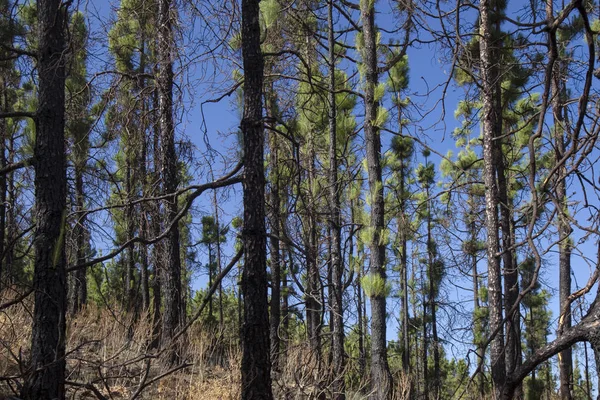 Gran Canaria Las Cumbres Września 2018 Wysp Kanaryjskich Sosen Pinus — Zdjęcie stockowe