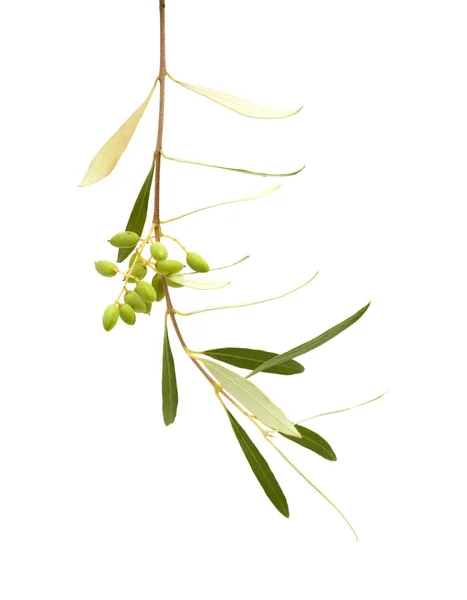 Flora Gran Canaria Forming Fruit Olea Cerasiformis Olive Species Endemic — Stock Photo, Image