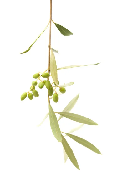 Flora Gran Canaria Forming Fruit Olea Cerasiformis Olive Species Endemic — Stock Photo, Image