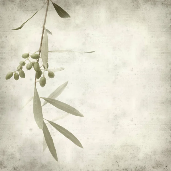 Textured Old Paper Background Green Olives Ripening Branches — Stock Photo, Image