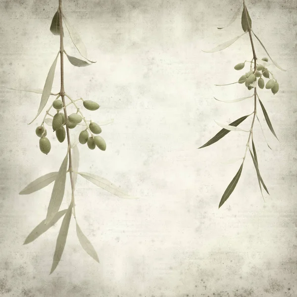 Textured Old Paper Background Green Olives Ripening Branches — Stock Photo, Image