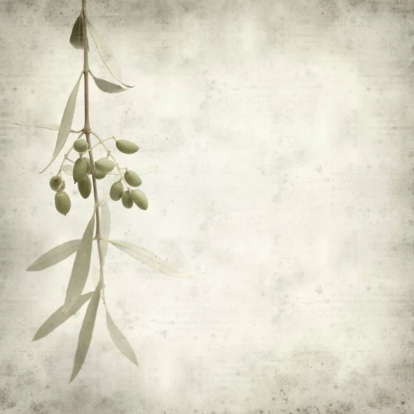 Textured Old Paper Background Green Olives Ripening Branches — Stock Photo, Image