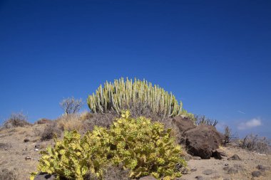 Gran Canaria, Ekim, Agaete Belediyesi, Euphorbia canariensis, endemik ve botanik sembolü adanın ve invaziv kaktüs büyümek yakın kurak yerde Opuntia tanıttı. 